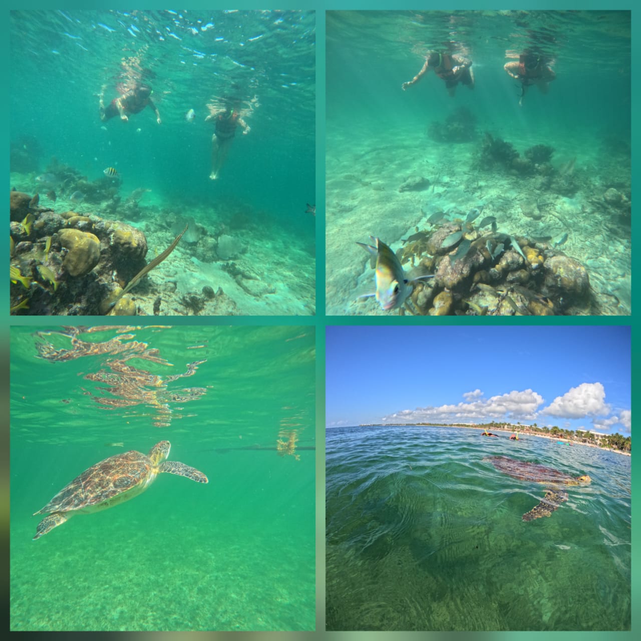 A sea turtle swimming in clear Caribbean water